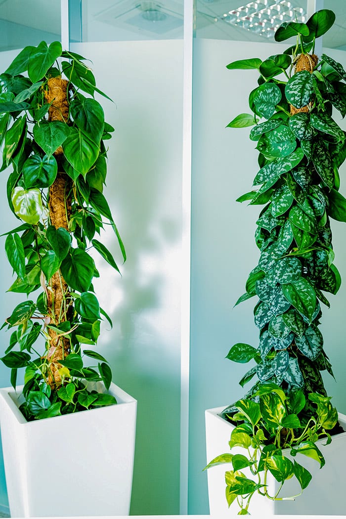 best indoor office plants