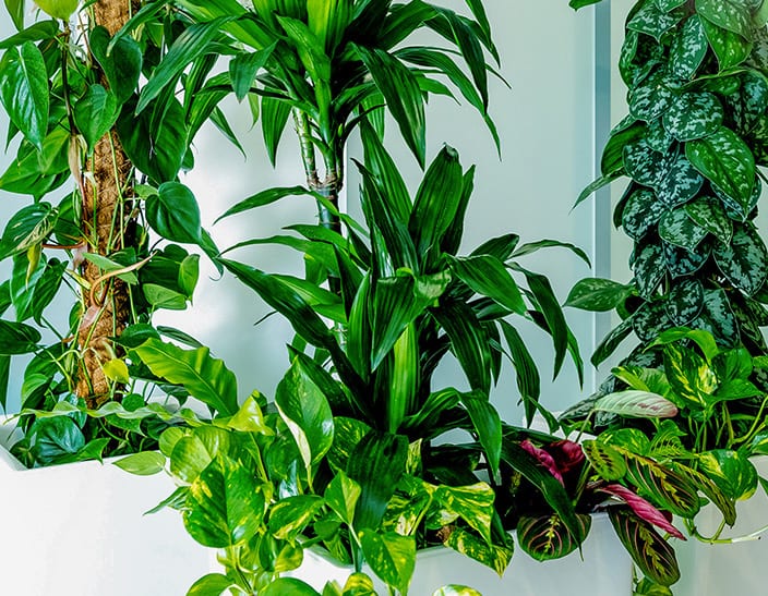 Home - Plant Design